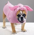 /album/fotos/honden-9-jpg/